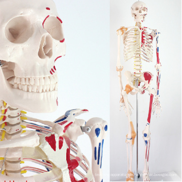 SKELETON08 (12369) Medizin Wissenschaft Natur Leben Größe 170cm Skelett mit Muskeln und Bändern, 170cm Skelett-Modell